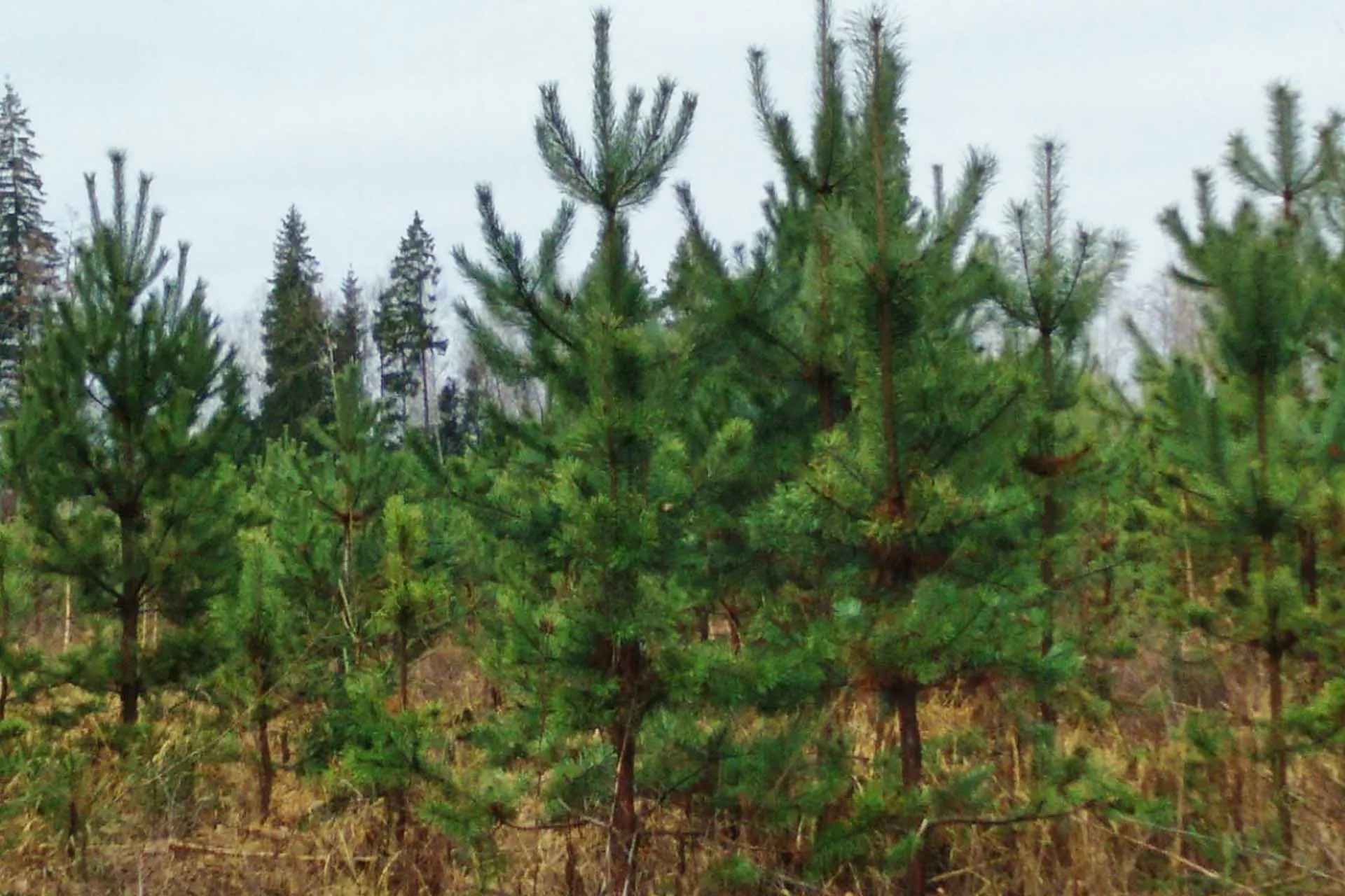 Министерство информации и молодежной политики Московской области