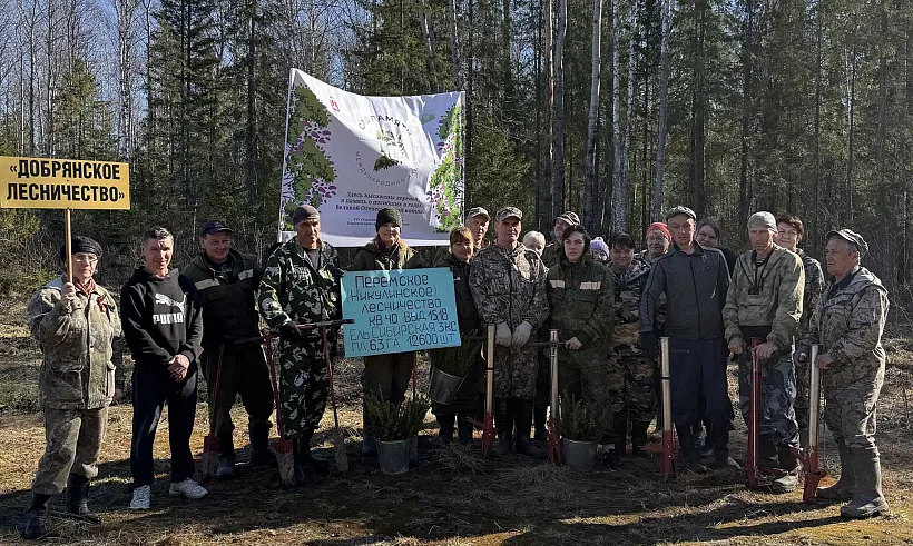 В&nbsp;Пермском крае высадили 12,6&nbsp;тысячи сеянцев ели