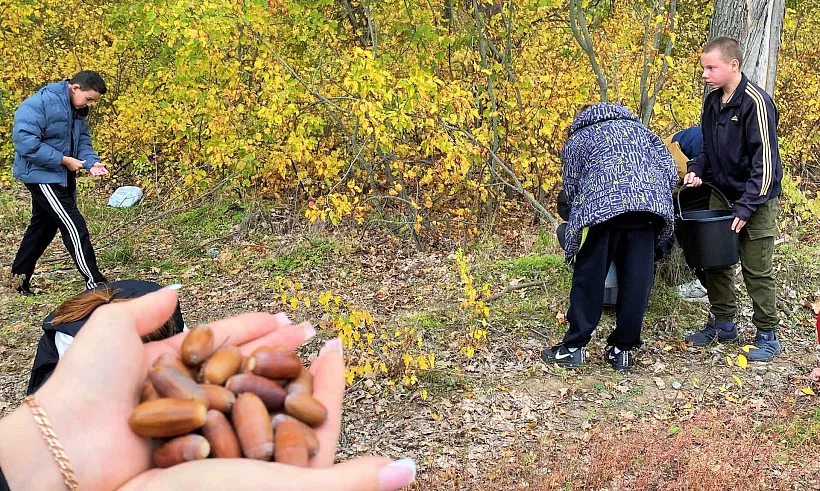 В&nbsp;Волгоградской области высадят более 770&nbsp;тысяч деревьев