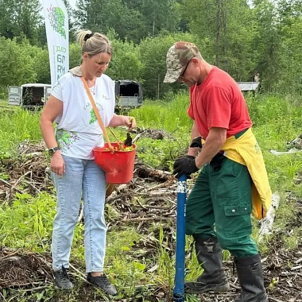 В&nbsp;Архангельской области высадили около 640&nbsp;тысяч молодых деревьев
