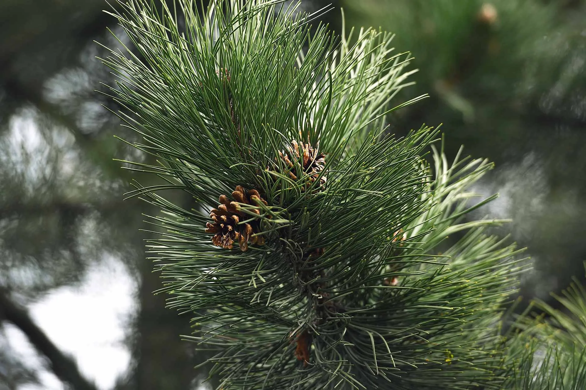 Екатерина Чеснокова / РИА Новости