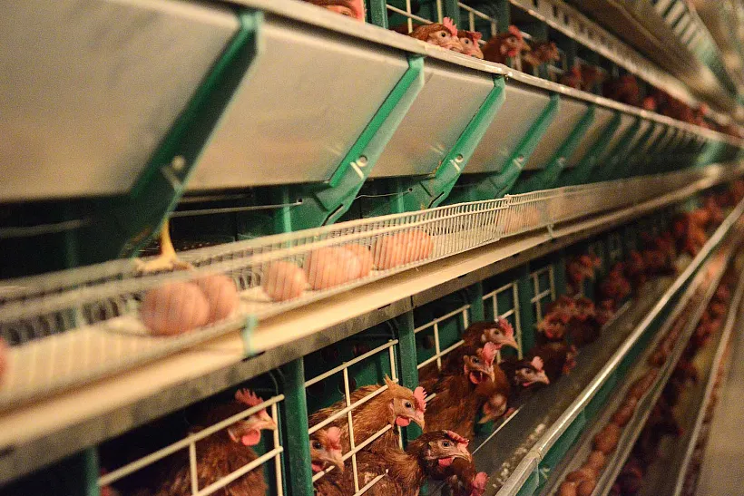 В&nbsp;Кировской области за&nbsp;год произвели более 670&nbsp;миллионов куриных яиц