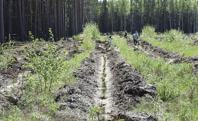 В&nbsp;Исетском районе Тюменской области высадили более 20&nbsp;тысяч сосен