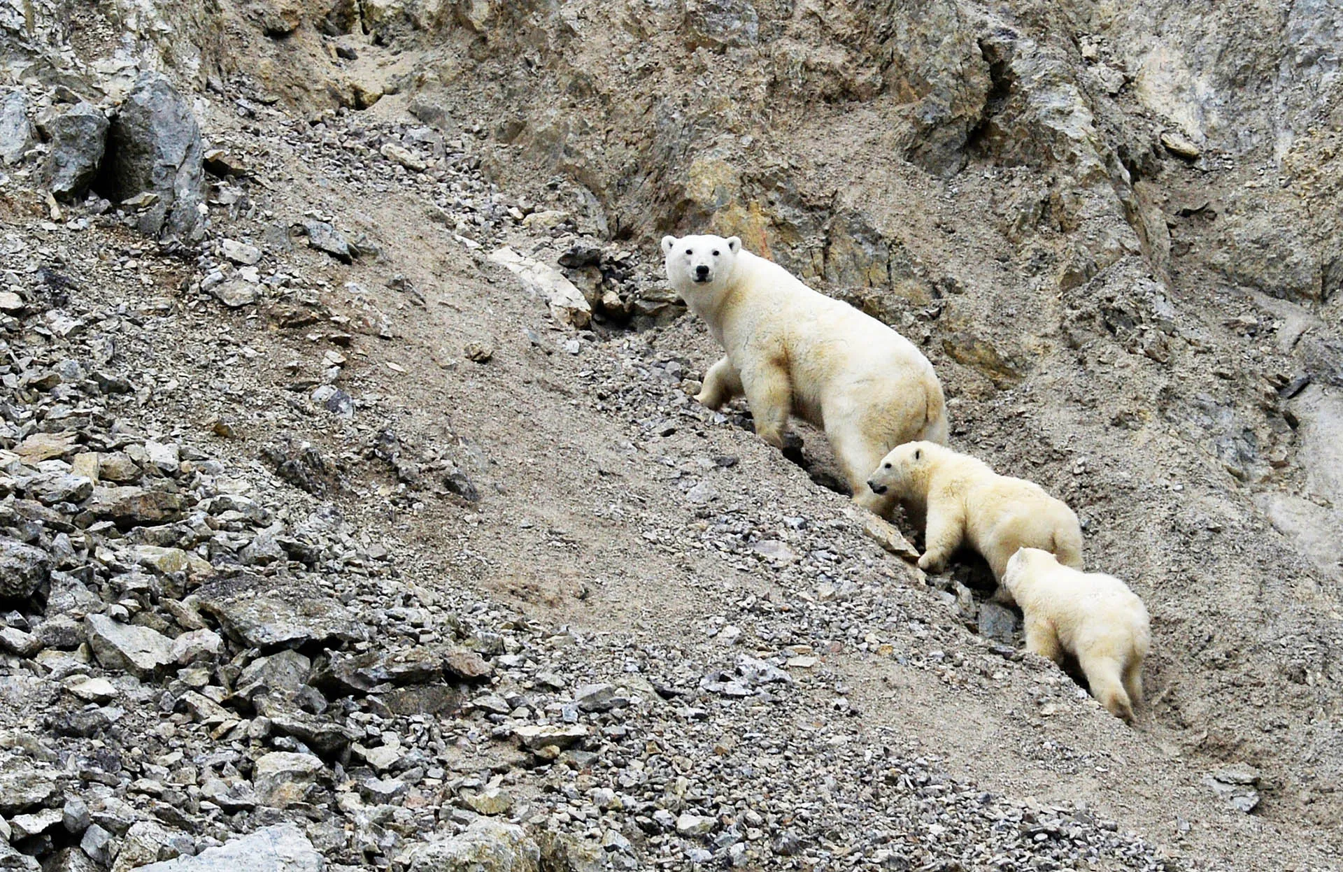 Цари Арктики: как живут белые медведи в России