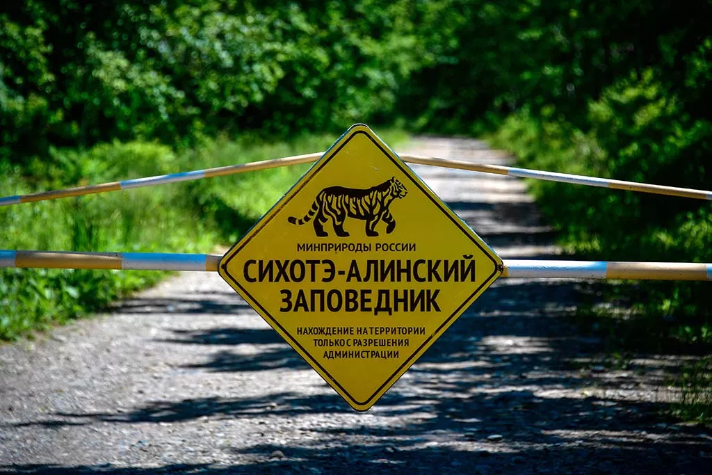 Земля Амбы: как на Дальнем Востоке заботятся о самых северных тиграх в мире 