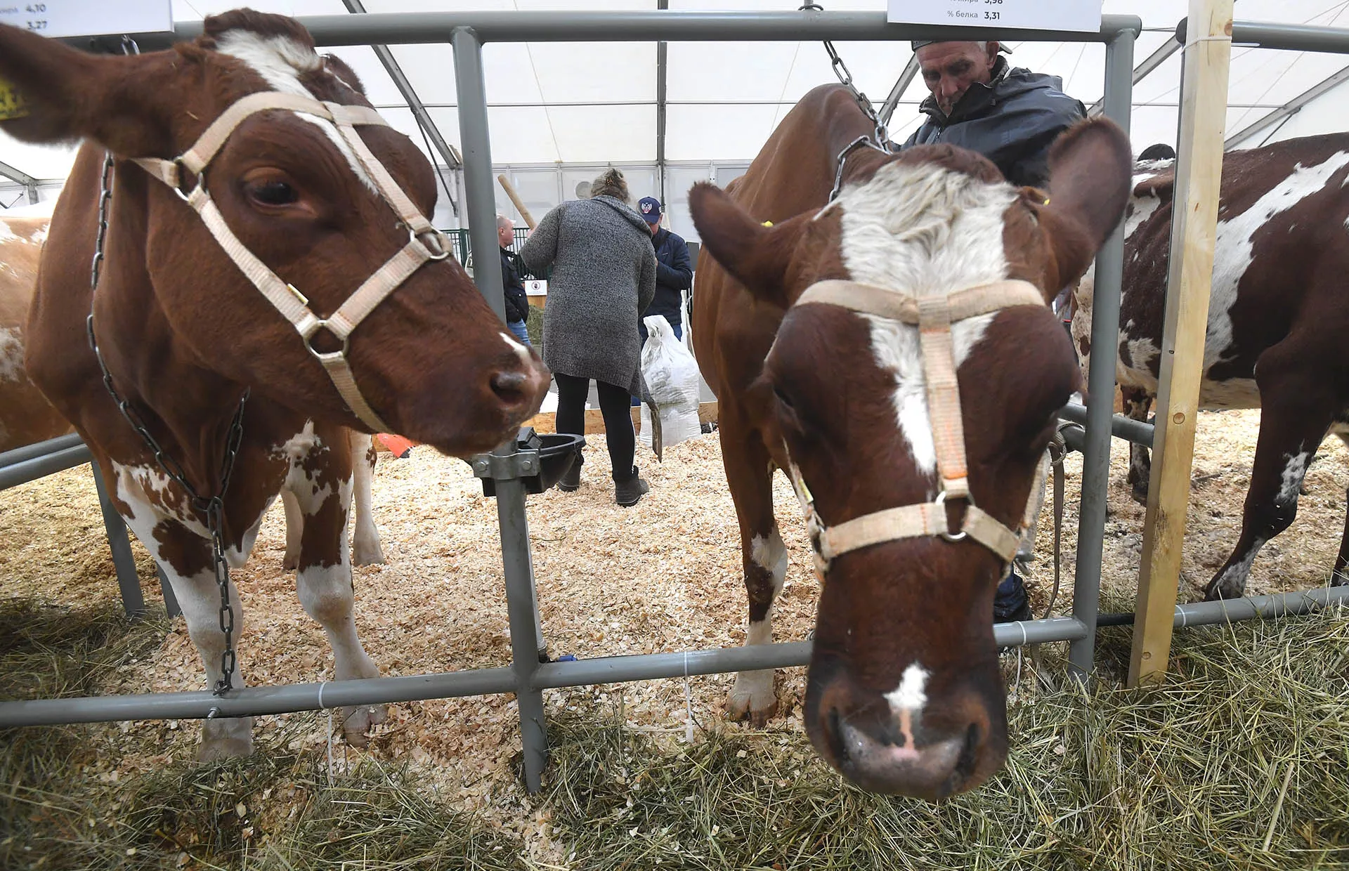 Я б в аграрии пошел: как открыть ферму в России