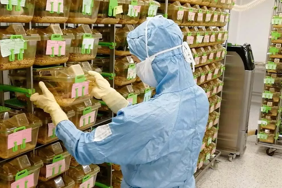 Как мыши помогают Елене Митрошиной изучать нейродегенеративные процессы в мозге