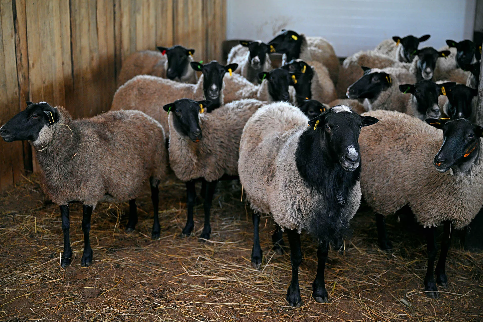 Я б в аграрии пошел: как открыть ферму в России