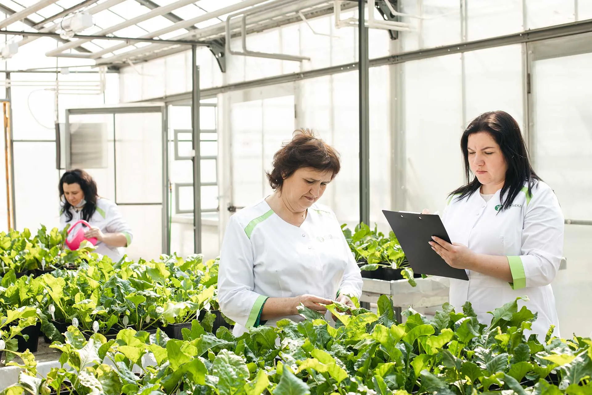 От пробирки до переработки: как в России развивают свеклосахарную отрасль