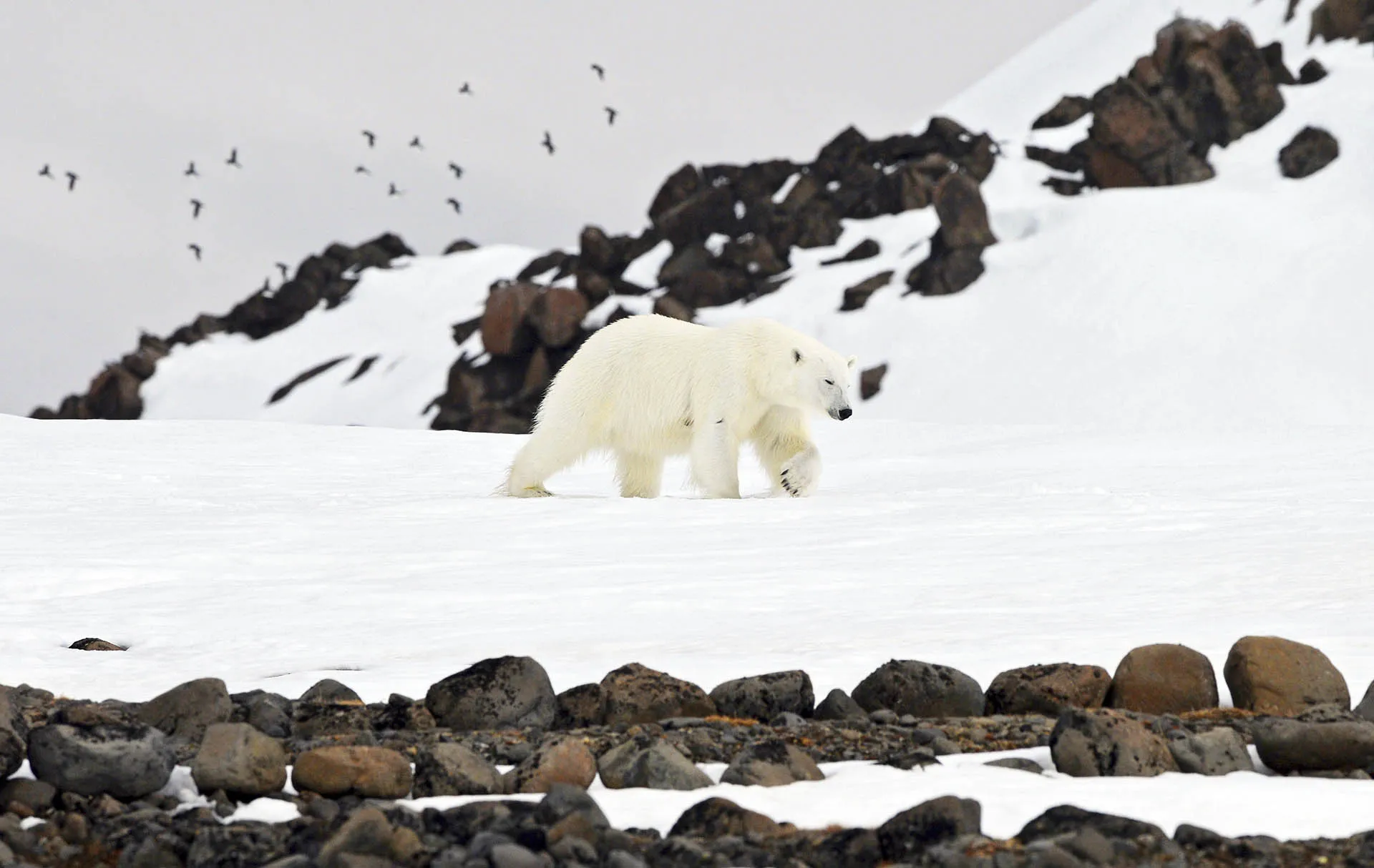 Цари Арктики: как живут белые медведи в России