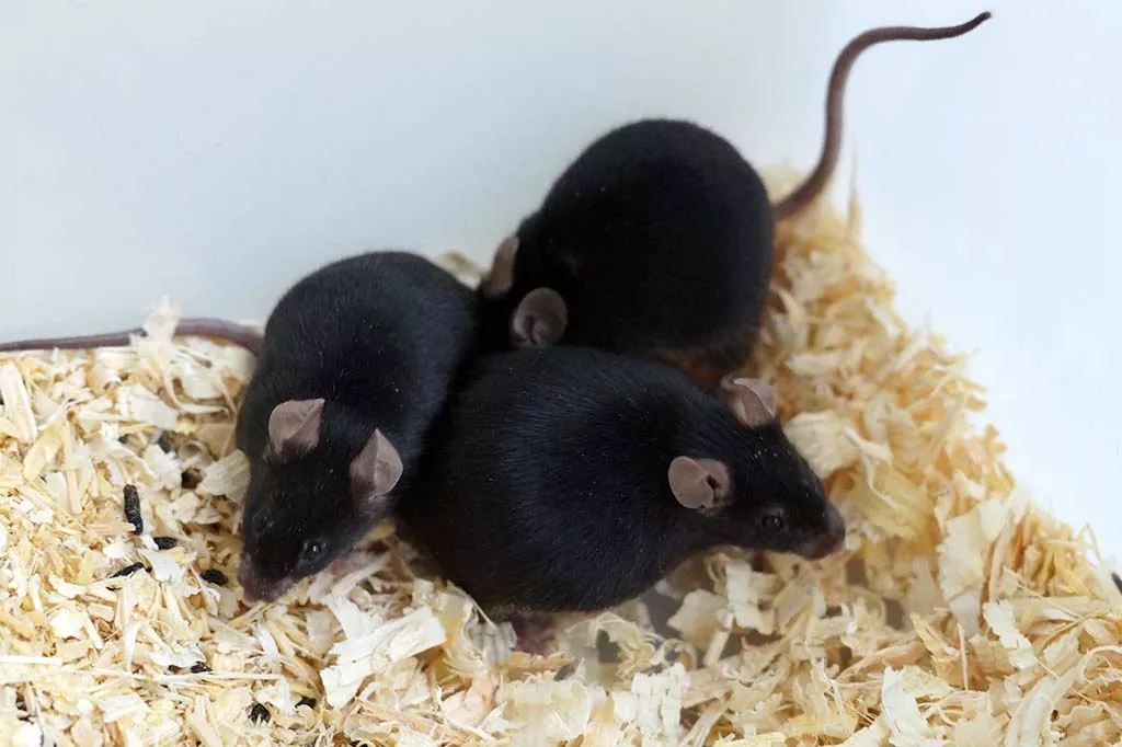 Как мыши помогают Елене Митрошиной изучать нейродегенеративные процессы в мозге