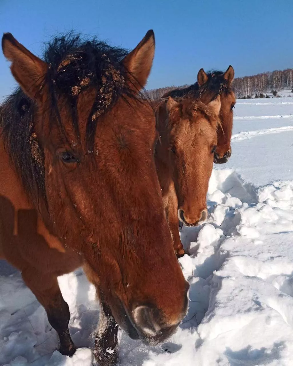 Как Тимур Зарипов стал выращивать в Башкирии чистокровных лошадей
