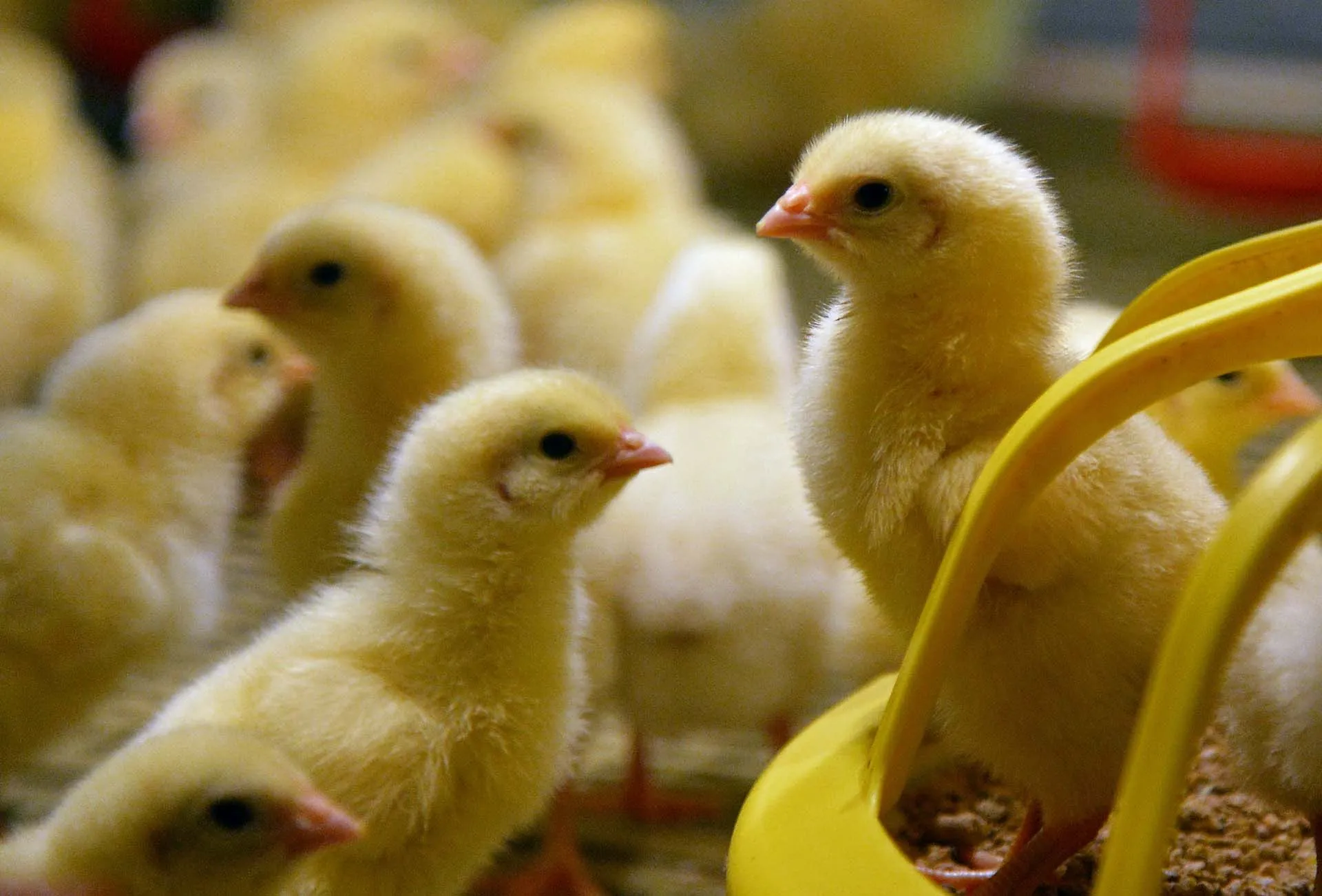 С заботой о животных: как Россия наращивает производство ветпрепаратов