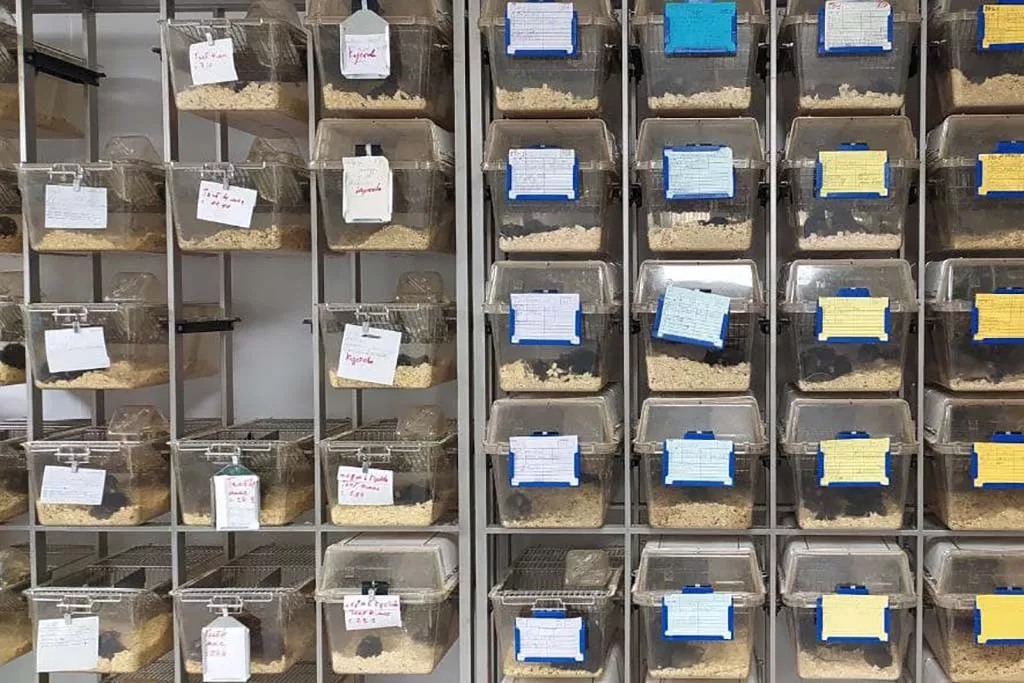 Как мыши помогают Елене Митрошиной изучать нейродегенеративные процессы в мозге