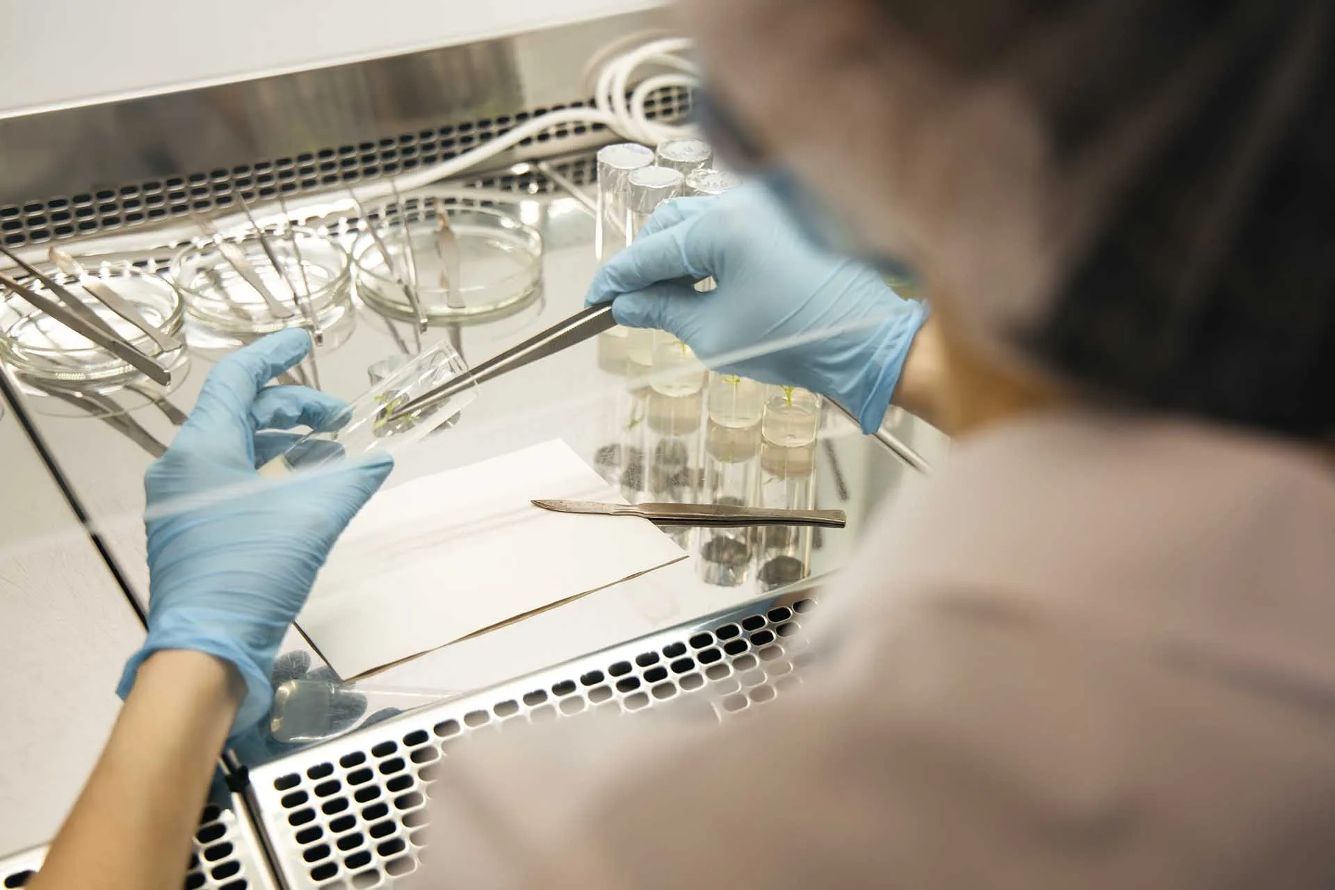 От пробирки до переработки: как в России развивают свеклосахарную отрасль