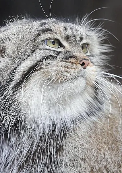 Москвичи смогут проверить свои знания о&nbsp;манулах