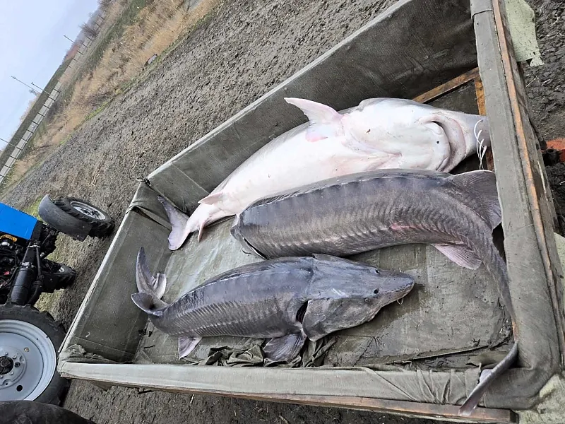 В&nbsp;Ростовской области проверили икру рыб перед выпуском в&nbsp;Азовское море