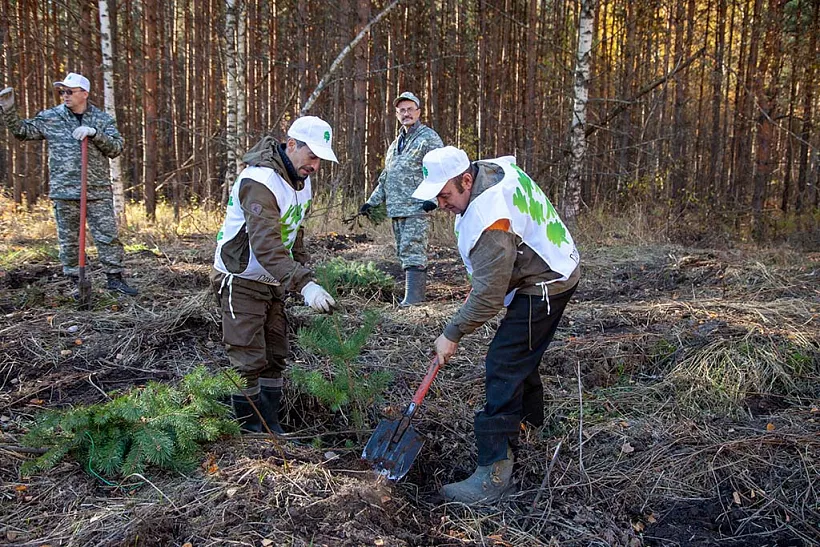 В&nbsp;Ярославской области высадили более 70&nbsp;тыс. деревьев