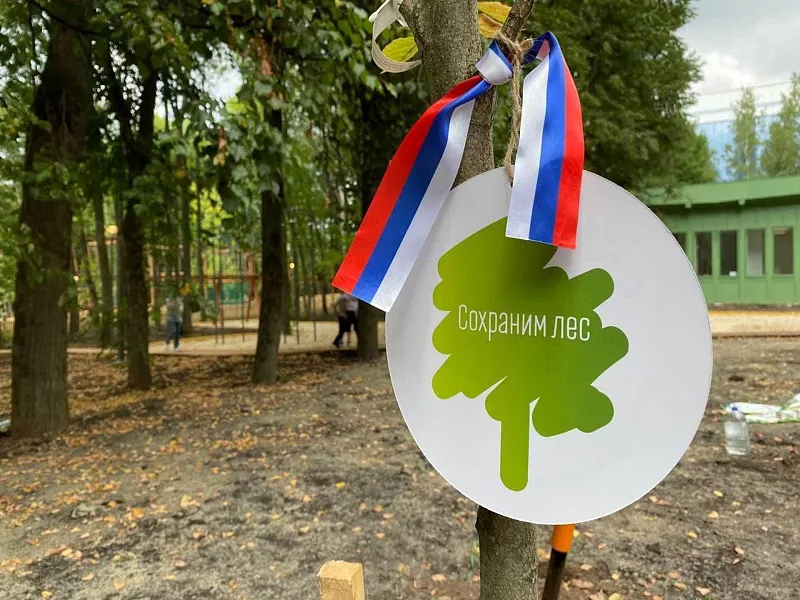 В&nbsp;Нижегородской области высадят около 2,5&nbsp;миллиона хвойных деревьев