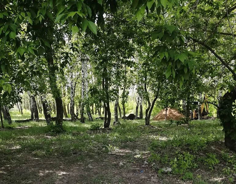 В&nbsp;селе Алексеевка Самарской области начали благоустройство березовой рощи