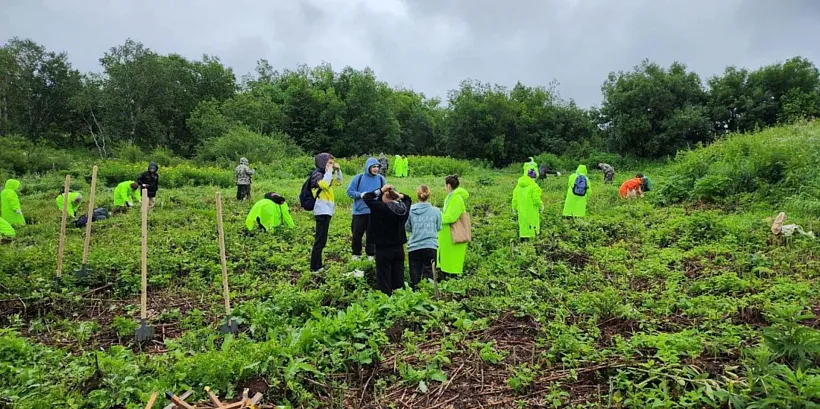 На&nbsp;Камчатке проведут уход за&nbsp;лесными культурами на&nbsp;площади более 280&nbsp;га