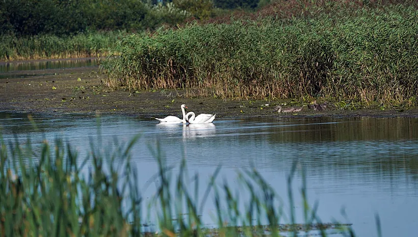 Калининградская область стала лидером по&nbsp;итогам Дней наблюдений птиц