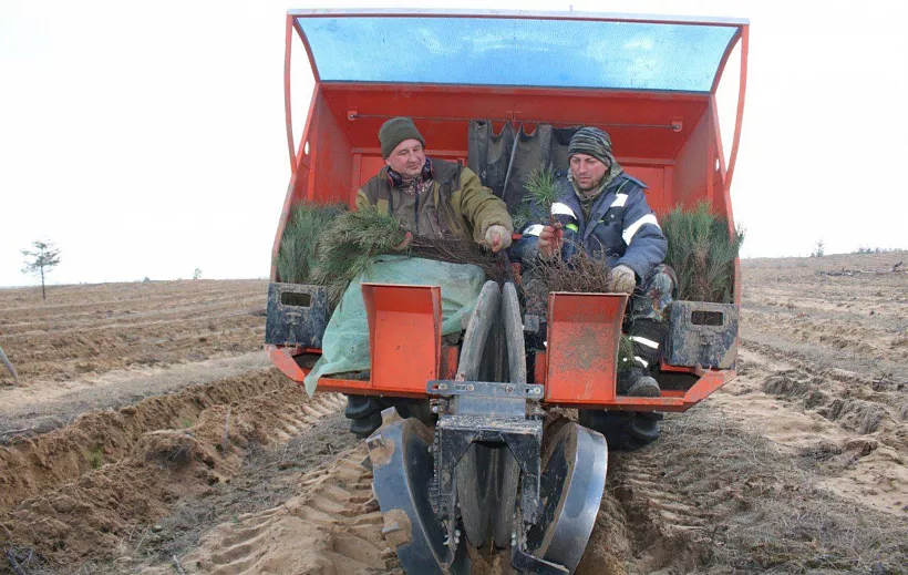 В&nbsp;Ростовской области высадили лесные культуры на&nbsp;более 620&nbsp;гектарах