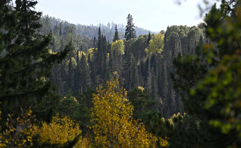 В&nbsp;лесничествах Чувашии установят еще&nbsp;6&nbsp;видеокамер