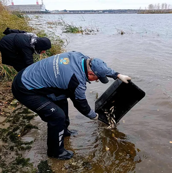 В&nbsp;Рефтинское водохранилище на&nbsp;Урале выпустили 315&nbsp;мальков сазана