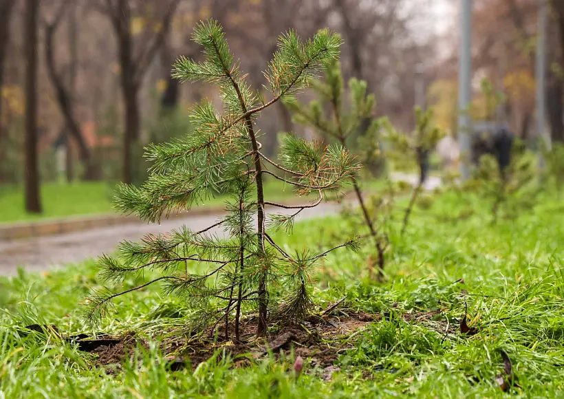 В&nbsp;Ногликском районе Сахалина высадят 210&nbsp;гектаров леса