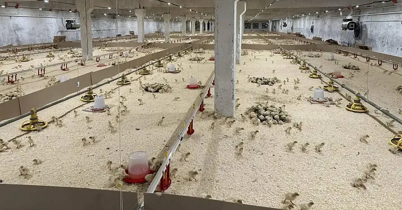 В&nbsp;прикамском селе Ваньки запустили комплекс для&nbsp;выращивания индеек