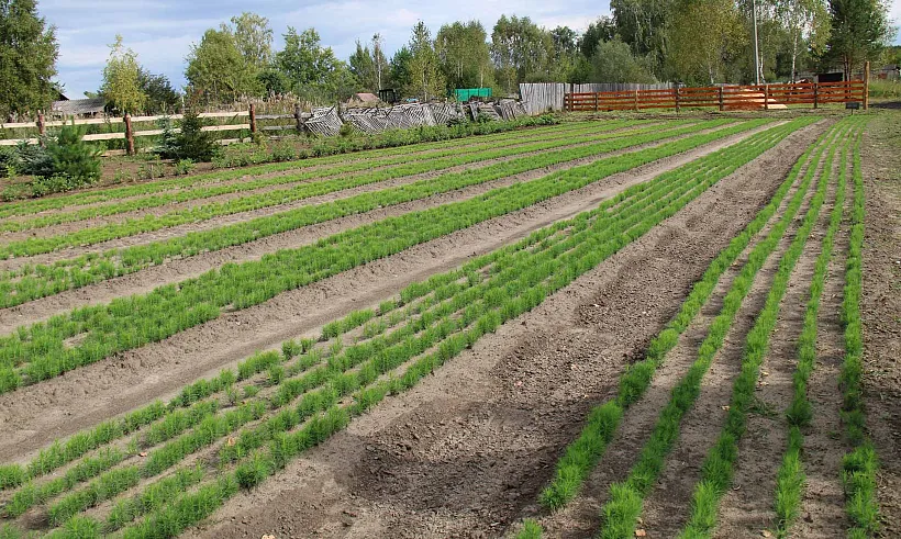 В&nbsp;Омской области планируют восстановить свыше 2&nbsp;тысяч гектаров леса