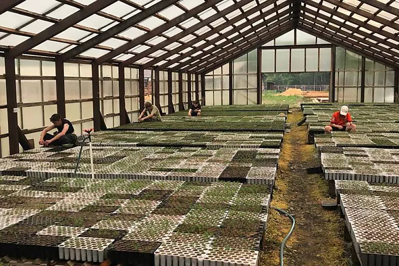 В&nbsp;Хабаровском крае вырастят около 1,3&nbsp;миллиона саженцев лиственницы