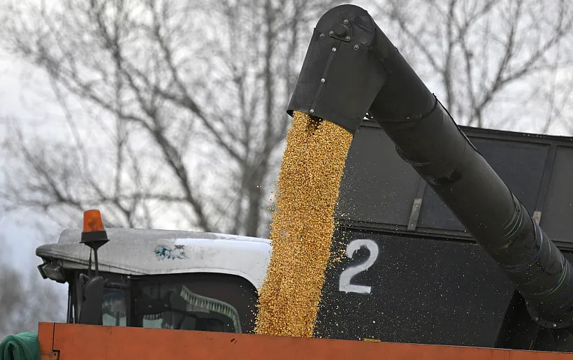 Воронежская область экспортировала 194,3&nbsp;тыс. т продукции животноводства