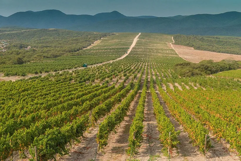 В&nbsp;Краснодаре завершилась выставка &laquo;Винорус.Винотех-2026&raquo;