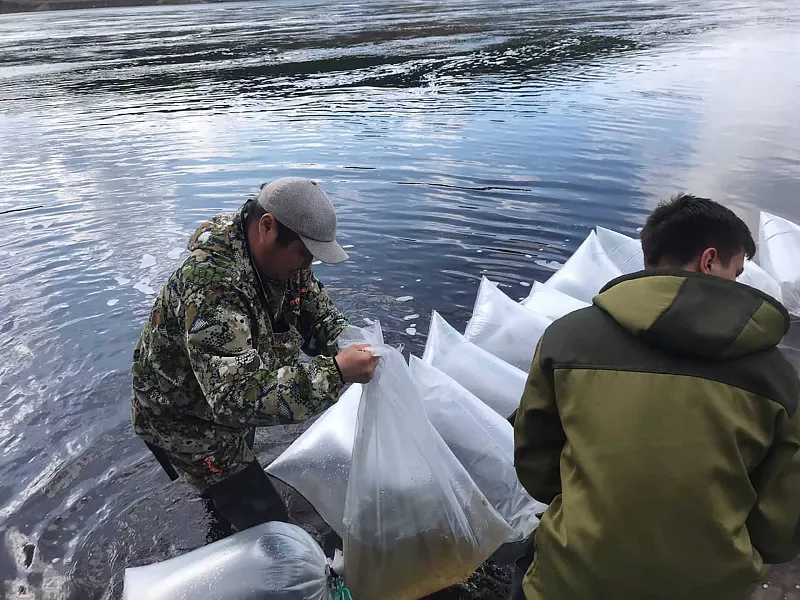 Более 30&nbsp;миллионов мальков рыб выпустили в&nbsp;водоемы Якутии