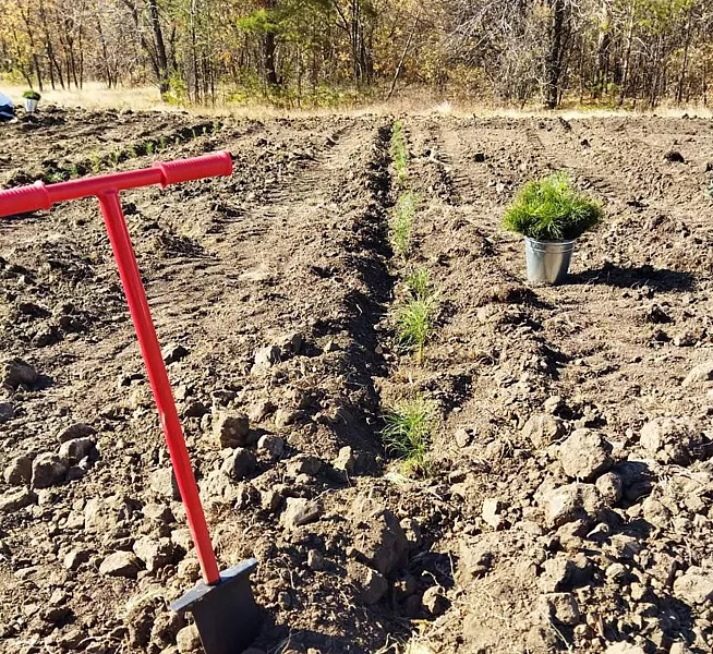 В&nbsp;этом году в&nbsp;Оренбуржье высадят более тысячи гектаров леса