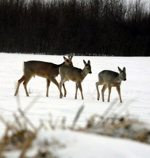 В&nbsp;лесах Свердловской области увеличилась численность диких животных