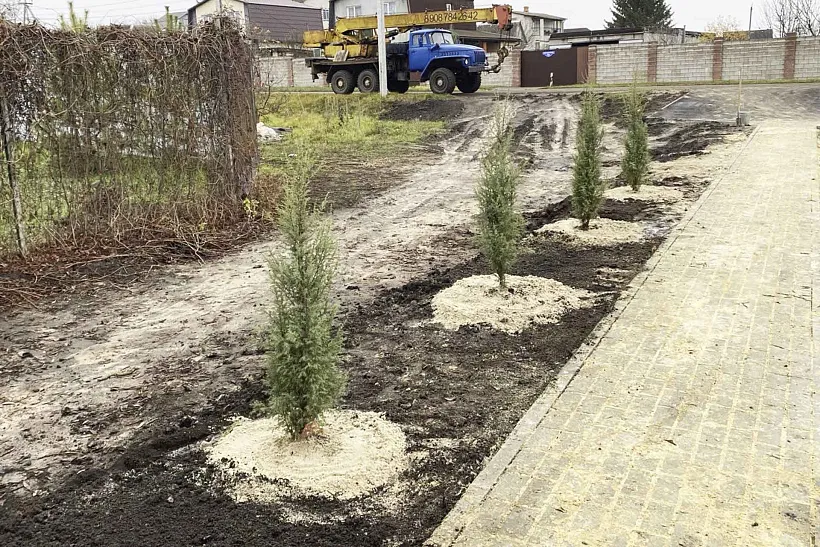 В&nbsp;селе Никольском Белгородской области высадили 25&nbsp;деревьев
