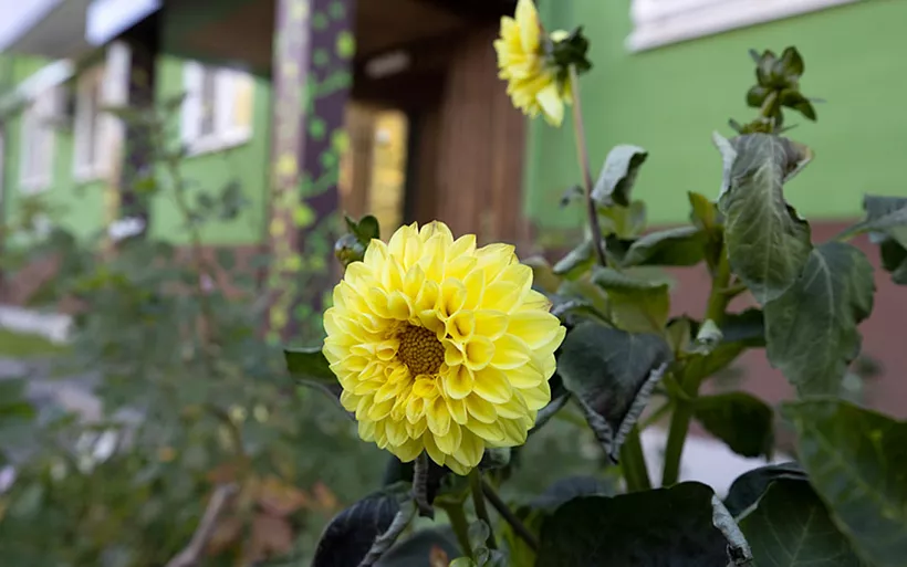 В&nbsp;Казани проведут конкурс на&nbsp;лучшее цветочное оформление дворов и&nbsp;площадок