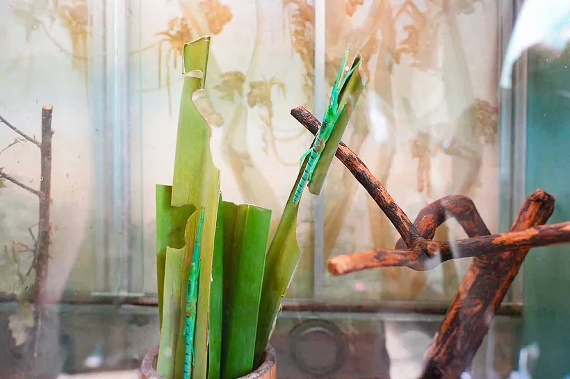 В&nbsp;Московском зоопарке впервые представили мятных палочников