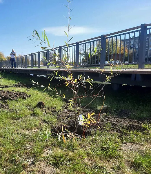 В&nbsp;экопарке &laquo;Обской&raquo; в&nbsp;Новосибирской области провели озеленение