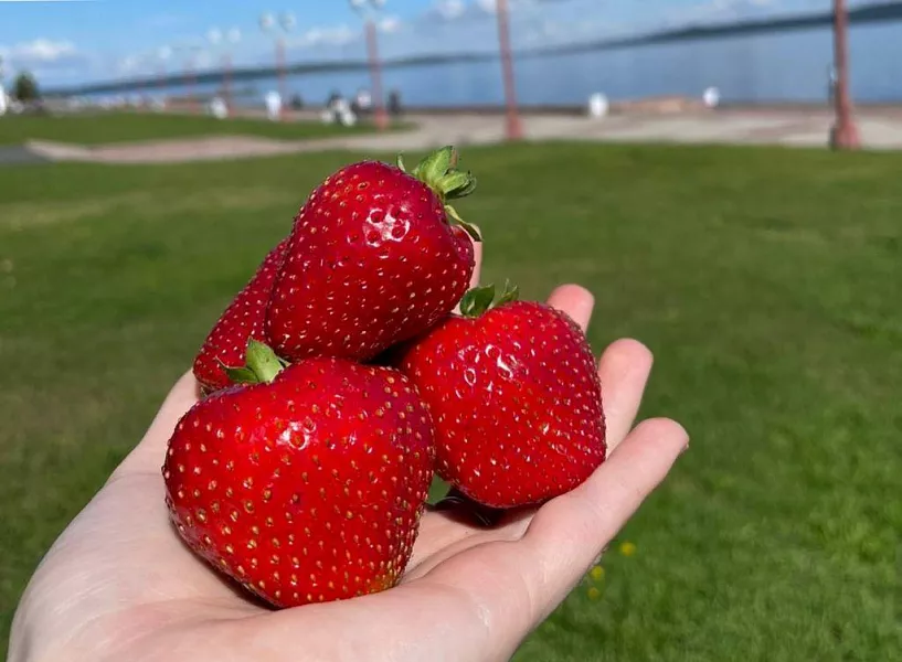 В&nbsp;Карелии на&nbsp;ярмарке &laquo;Вкус лета&raquo; продали около 10&nbsp;тысяч тонн клубники