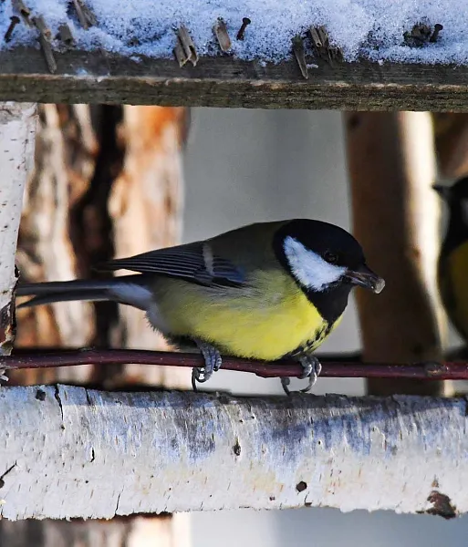 В&nbsp;Пушкинском районе Санкт-Петербурга прошел семейный праздник
