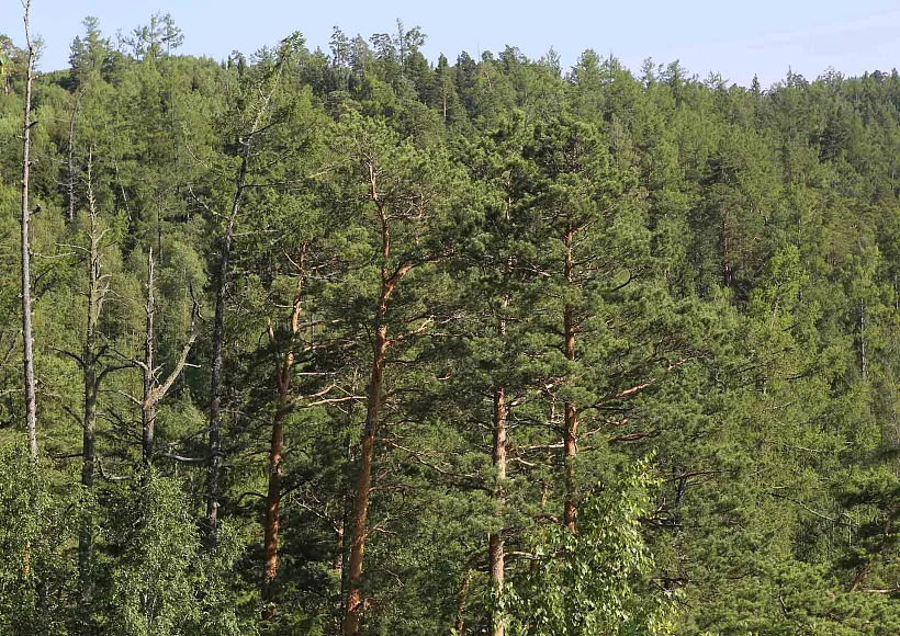 За&nbsp;5&nbsp;лет в&nbsp;Красноярском крае в&nbsp;3&nbsp;раза сократилось число лесных пожаров