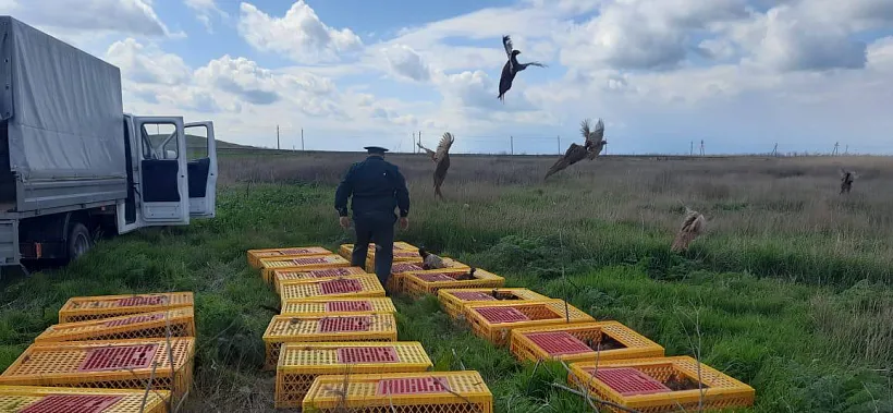 В&nbsp;Темрюкском районе Кубани на&nbsp;волю выпустили 200&nbsp;северокавказских фазанов