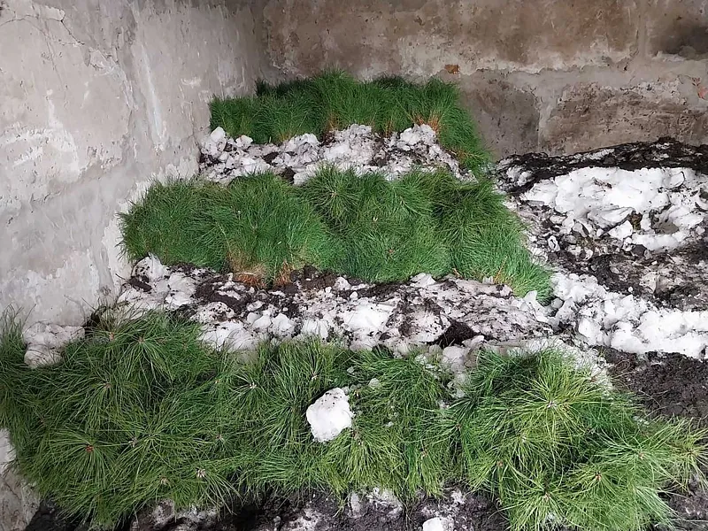 В&nbsp;Брянской области восстановят более 1800&nbsp;гектаров леса