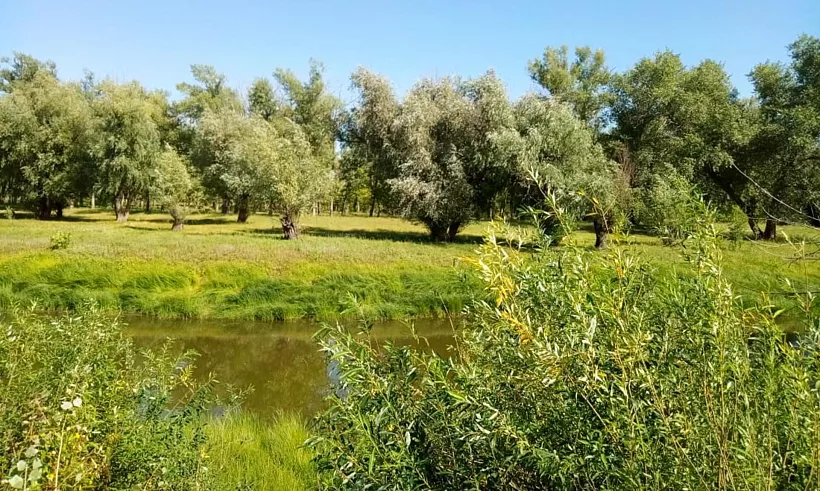 В&nbsp;Астраханской области за&nbsp;пять лет посажено почти 600&nbsp;гектаров леса