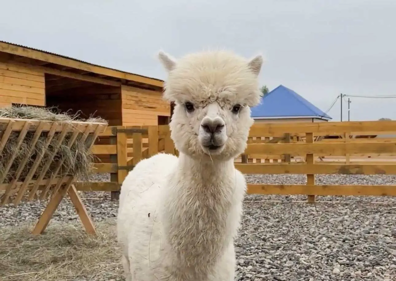 Администрация муниципального образования Саракташский район Оренбургской области