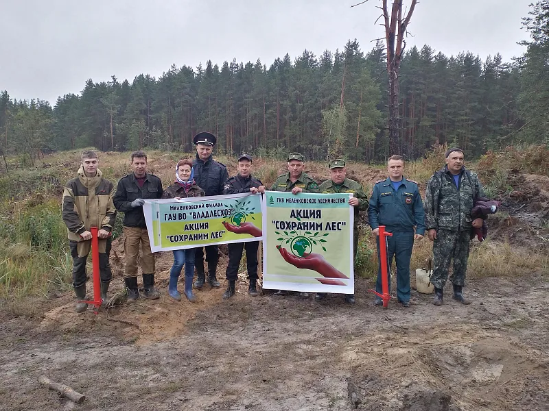 В&nbsp;трех районах Владимирской области высадили новые лесные культуры